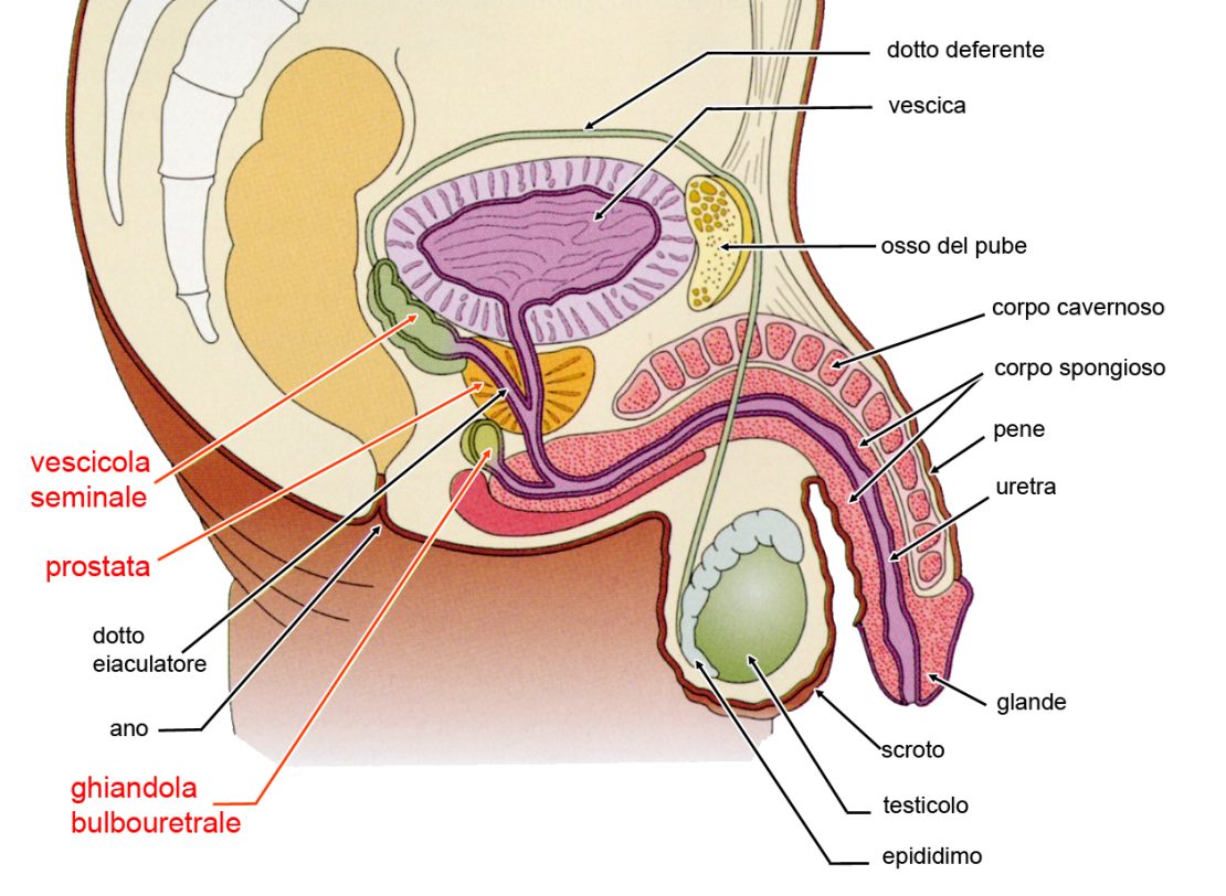 urologia-e-andrologia