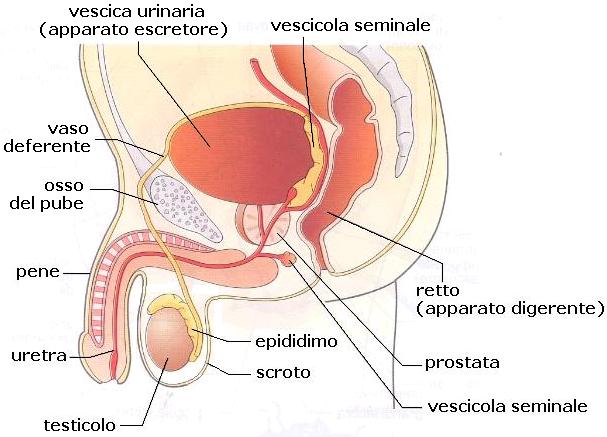 urologia-viterbo