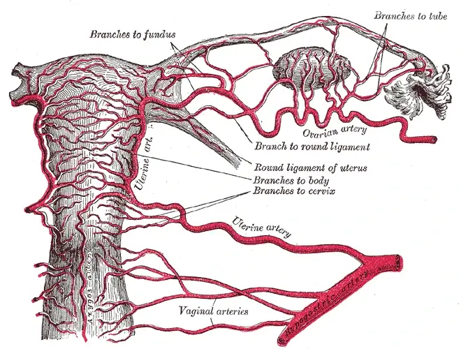 flussimetria-delle-arterie-uterine